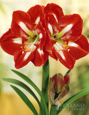 Bi-Color Flower Amaryllis 