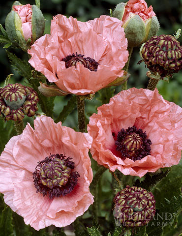 Mrs. Perry Oriental Poppy