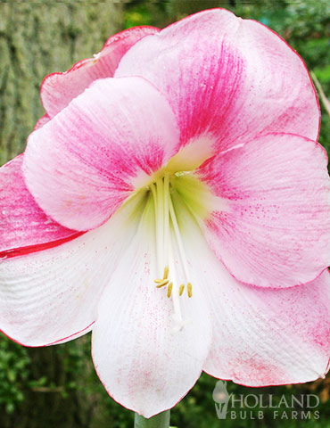 Tri-Color Flower Amaryllis